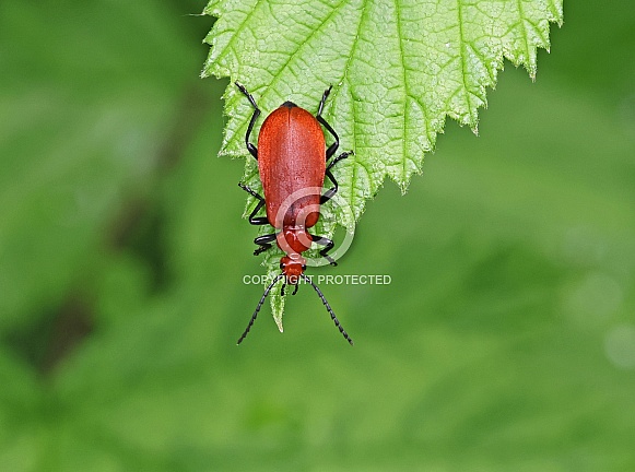 Red headed Cardinal Beetle