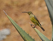 Female Malachite Sunbird
