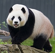 Giant Pandas