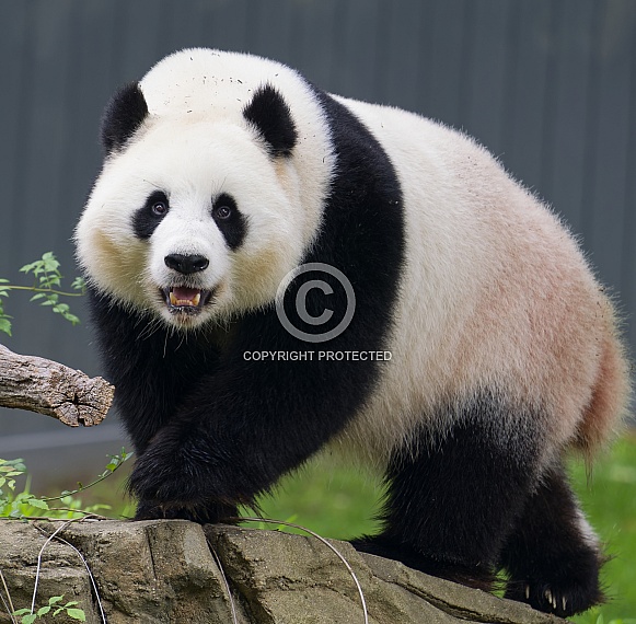 Giant Pandas