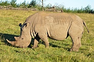South African White Rhino