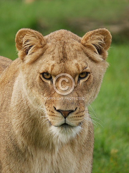 African Lioness African Lioness