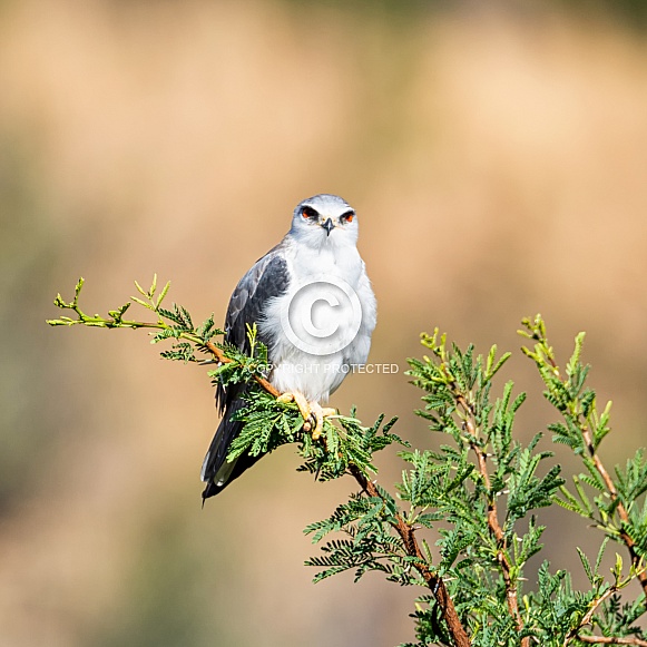 Black-shouldered Kite