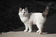 White and Tabby Kitten