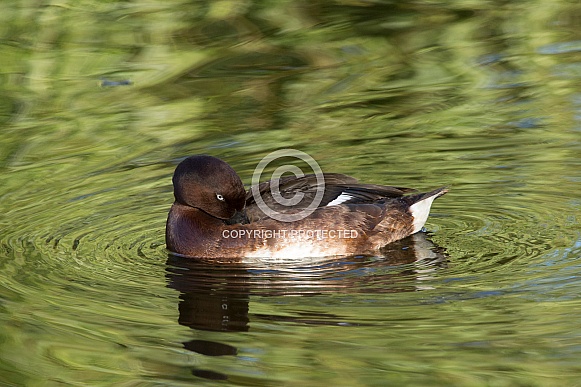 Hardhead duck, male (wild)
