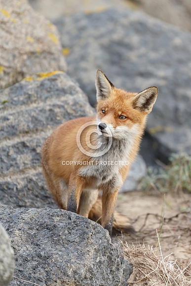 Red Fox Red Fox