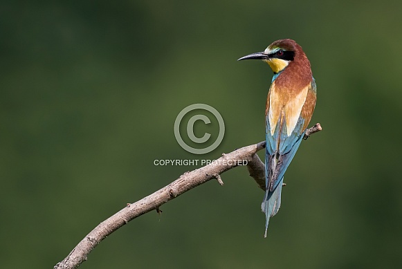 European Bee-eater