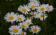 White Daisies