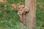 lioness hiding