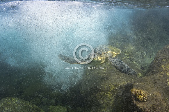 Green Sea Turtle