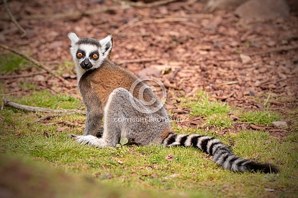 Young Ring Tailed Lemur Full Body Shot Young Ring Tailed Lemur Full Body Shot