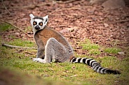 Young Ring Tailed Lemur Full Body Shot