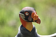 King Vulture