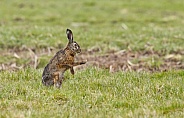 Hare