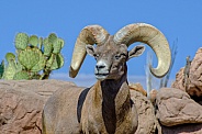 Bighorn Sheep - Portrait of a Ram