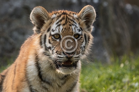 Amur Tiger Cub - Close Up Amur Tiger Cub - Close Up