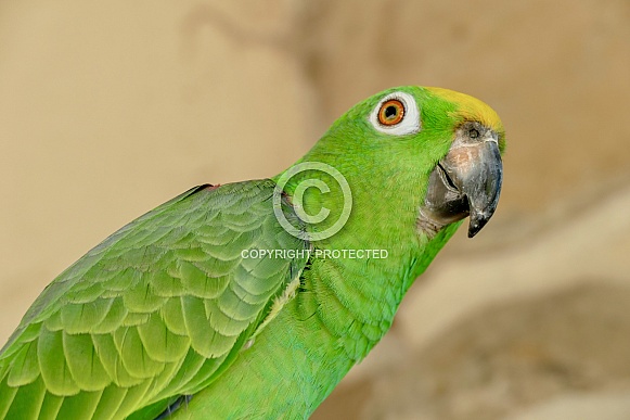 Yellow-crowned amazon