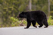 Black Bear