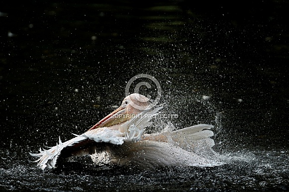 White pelican White pelican