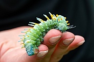 The caterpillar of the Atlas moth