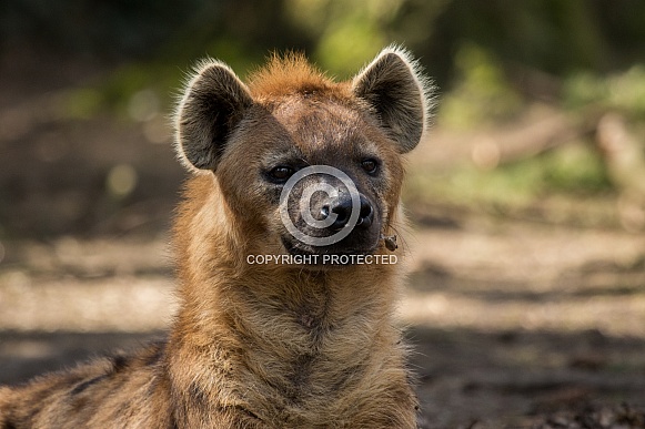 Hyena