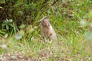 Ground squirrel, gopher
