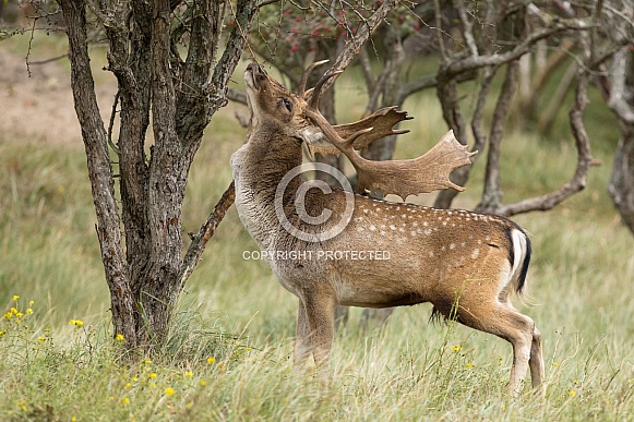 Fallow Deer