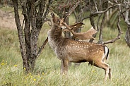 Fallow Deer