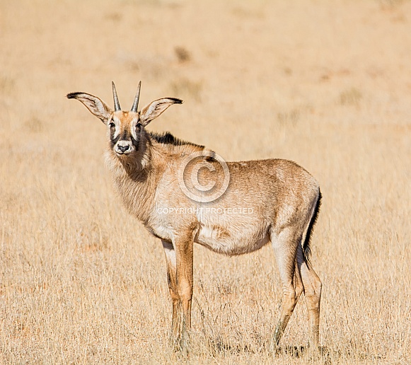 Roan Antelope