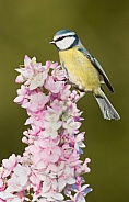 The Eurasian blue tit (Cyanistes caeruleus)