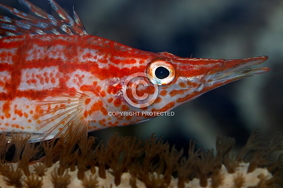 Coral Fish Coral Fish