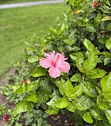 Hibiscus