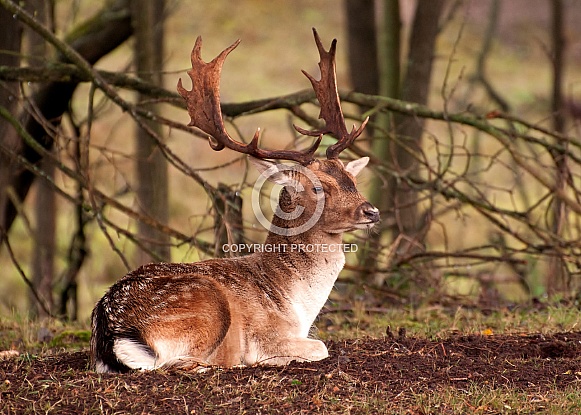 Fallow Deer