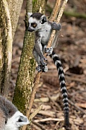 Ring-tailed lemur baby climbing