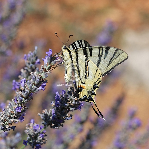 Scarce Swallowtail