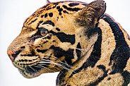 Profile of a clouded leopard