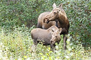 The moose or elk (Alces alces)