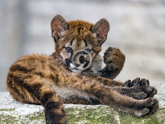 Cougar cub