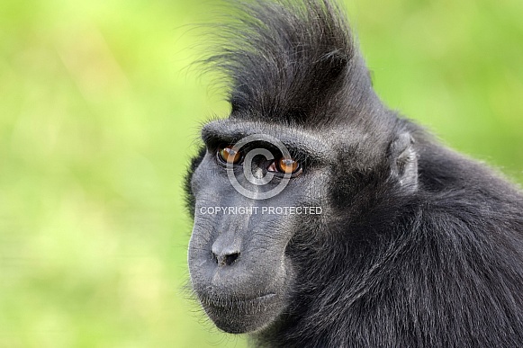 Crested Macaque (Macaca Nigra) Crested Macaque (Macaca Nigra)
