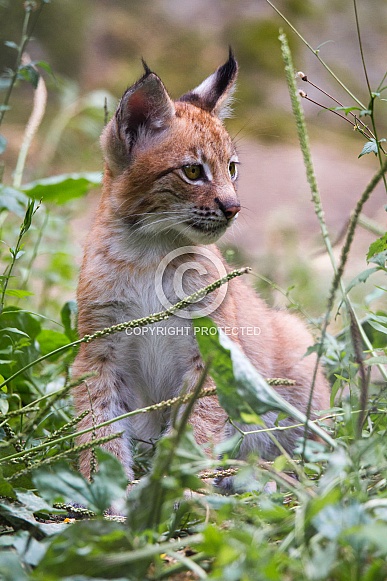 young lynx
