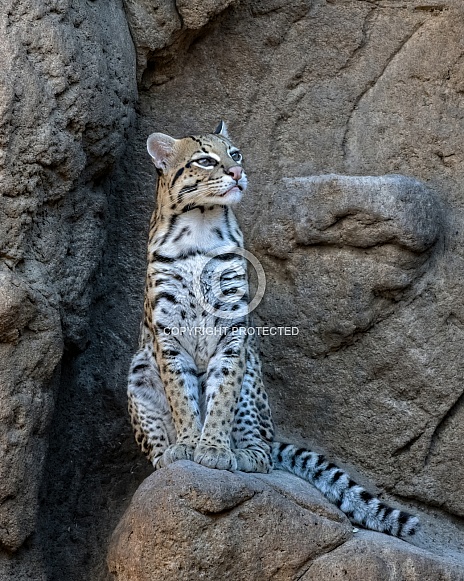 Ocelot (Female)