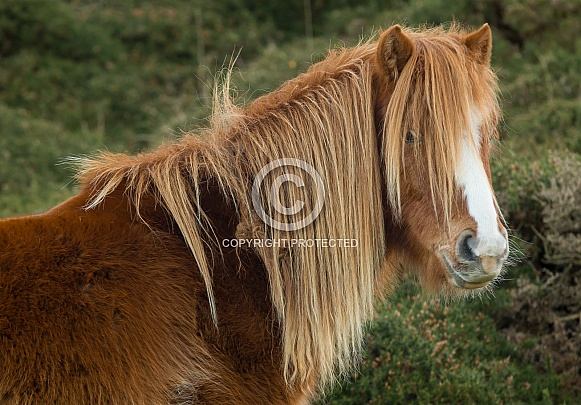 Carneddau Pony Carneddau Pony