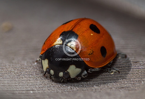 Ladybird Ladybird