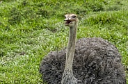 Ostrich