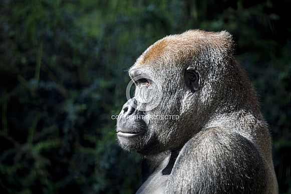 Western Lowland Gorilla (Gorilla Gorilla Gorilla) Western Lowland Gorilla (Gorilla Gorilla Gorilla)