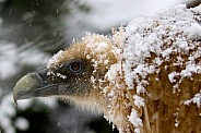 The griffon vulture (Gyps fulvus)