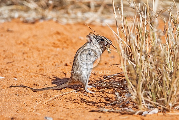Striped Mouse Striped Mouse