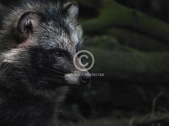 Raccoon Dog Raccoon Dog