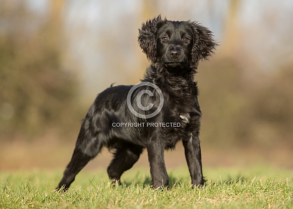 Springer Spaniel