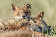 Red fox cub and mother
